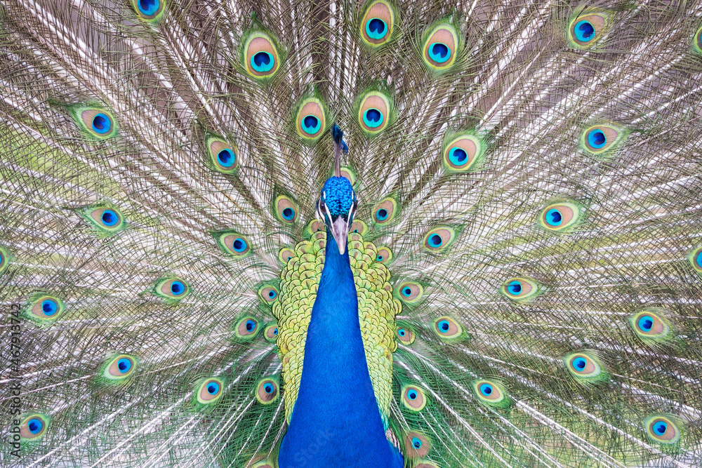 Obraz premium A proud peacock on top of a large granite stone.