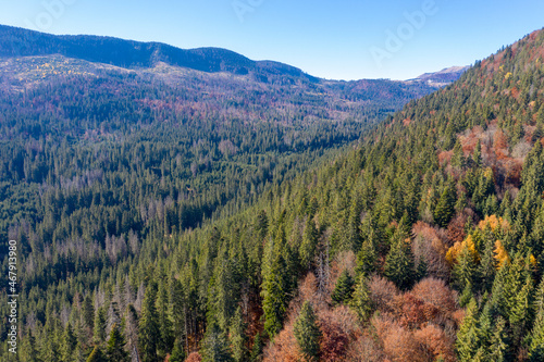 Aerial view of evergreen forest mixed with deciduous trees