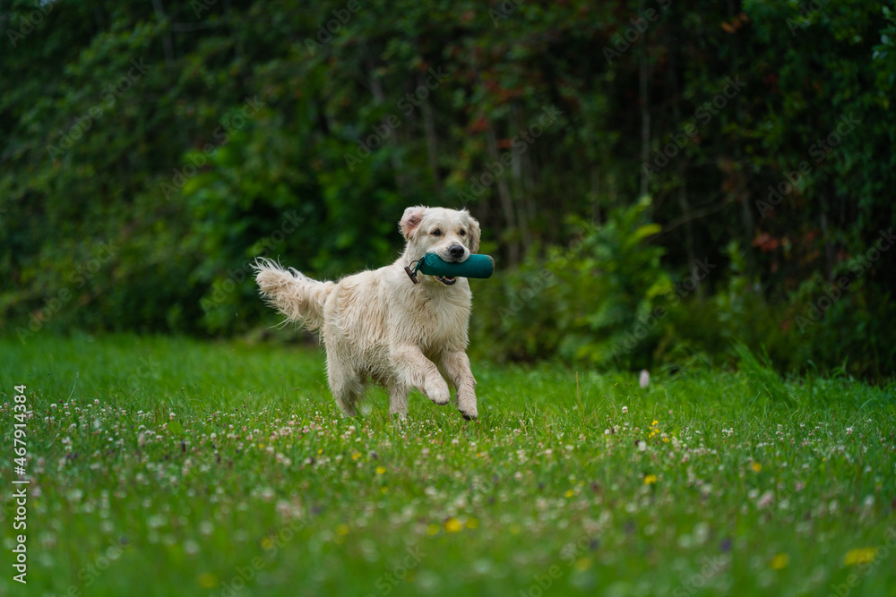 Beautiful golden retriever dog carrying a training dummy in its mouth. Beautiful golden retriever dog carrying a training dummy in its mouth.