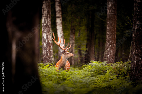 A young deer stands among the birches and paparotes