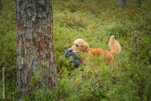 Wallpaper Mural Beautiful golden retriever carrying a shot down game in its mouth. Torontodigital.ca