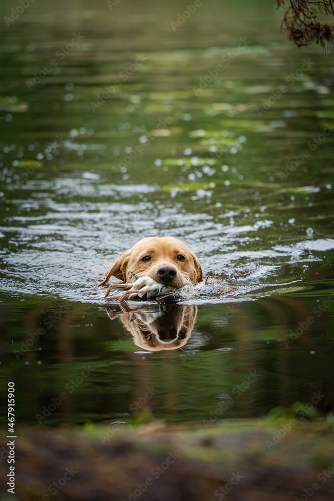 Beautiful Labrador Retriever carrying a shot down game or bird in its mouth.