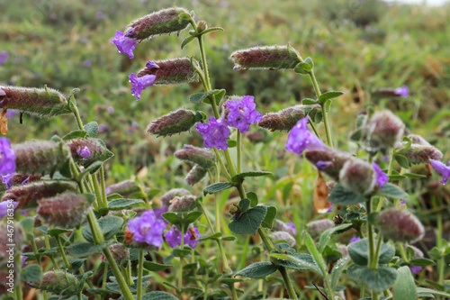  A Close up picture of pulmonaria or viper buglosses flowers in vibrant purple color usually grows in the wild in cool climates of India. photo