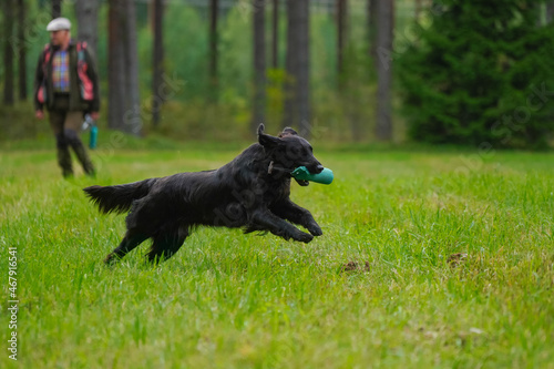 Beautiful flat-coated retriever carrying a training dummy in its mouth.