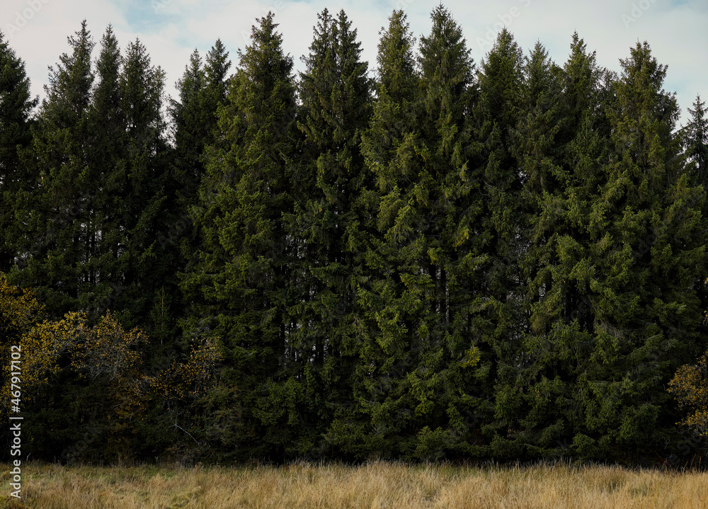 Fototapeta premium High Fens landscape in Fall. Forest in Autumn.