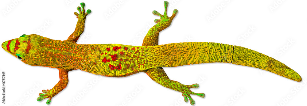 Gecko Gecko