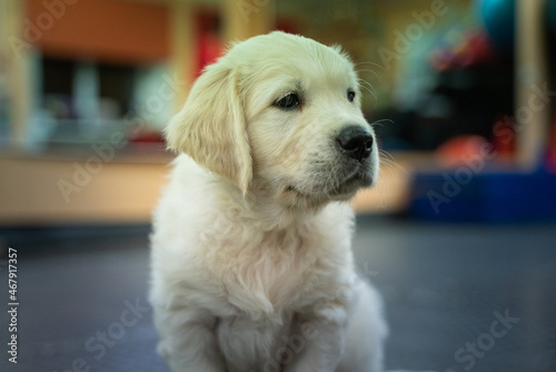 Beautiful golden retriever puppy.