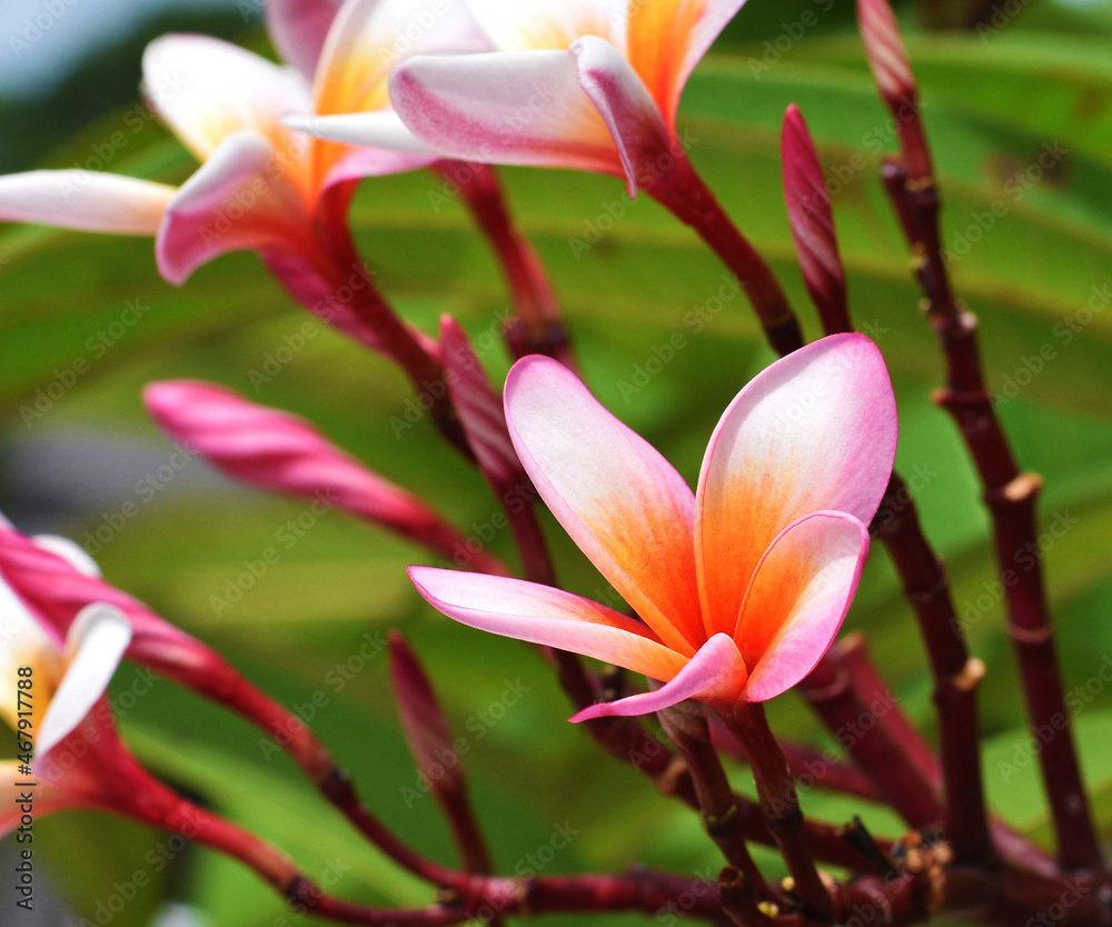 Plumeria (Champa flowers) suitable for presentations.