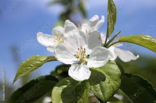 White apple flowers
