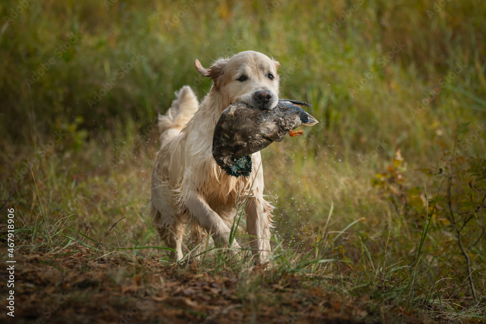 Beautiful golden retriever carrying a shot down game in its mouth.