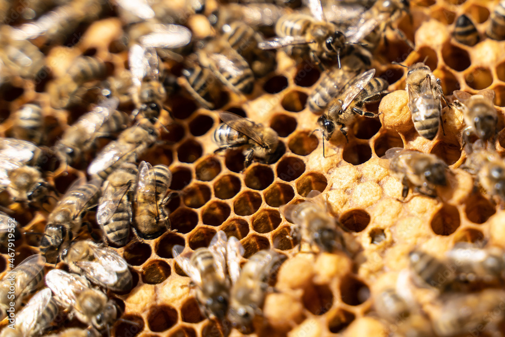 Queen bee lays eggs in the honeycomb. Reproduction of bees, Swarming, Hive is preparing to swarm. Bee colony in hive. apiary and honey making, small agricultural business and hobby Queen bee lays eggs in the honeycomb. Reproduction of bees, Swarming, Hive is preparing to swarm. Bee colony in hive. apiary and honey making, small agricultural business and hobby