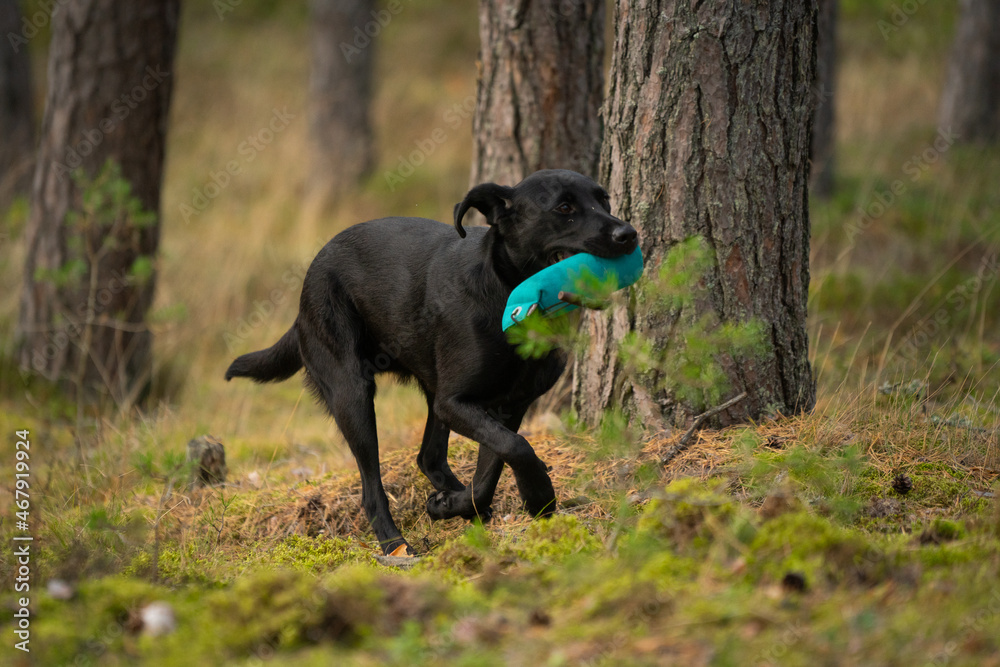 Beautiful Labrador Retriever carrying a training dummy in its mouth. Stock Photo Adobe Stock