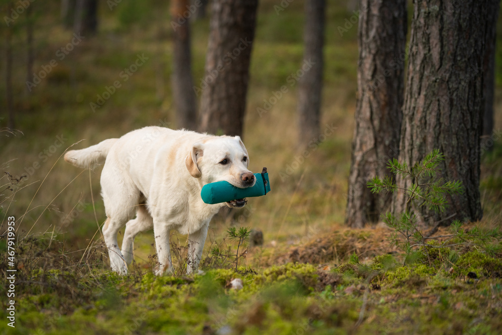 Beautiful Labrador Retriever carrying a training dummy in its mouth.