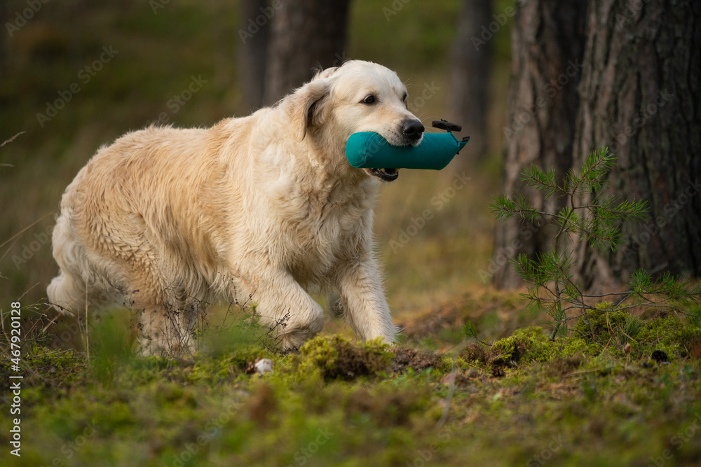 Beautiful golden retriever carrying a training dummy in its mouth. Beautiful golden retriever carrying a training dummy in its mouth.