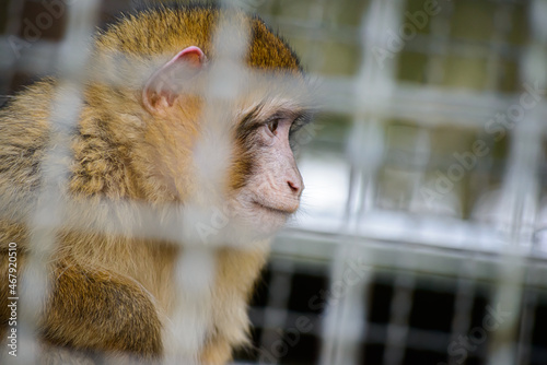 Fotografie Portrait of an macaque Ape in Cage from the side in germany