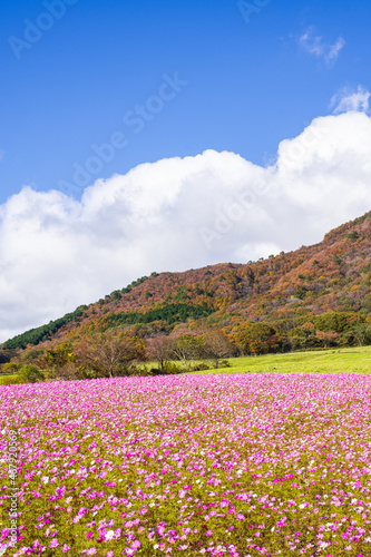 【岡山県】コスモスの花が満開の秋の蒜山 自然 