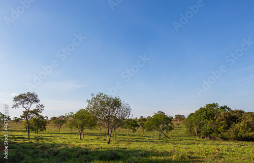 Paisagem t  pica do cerrado em Minas Gerais  Brasil.