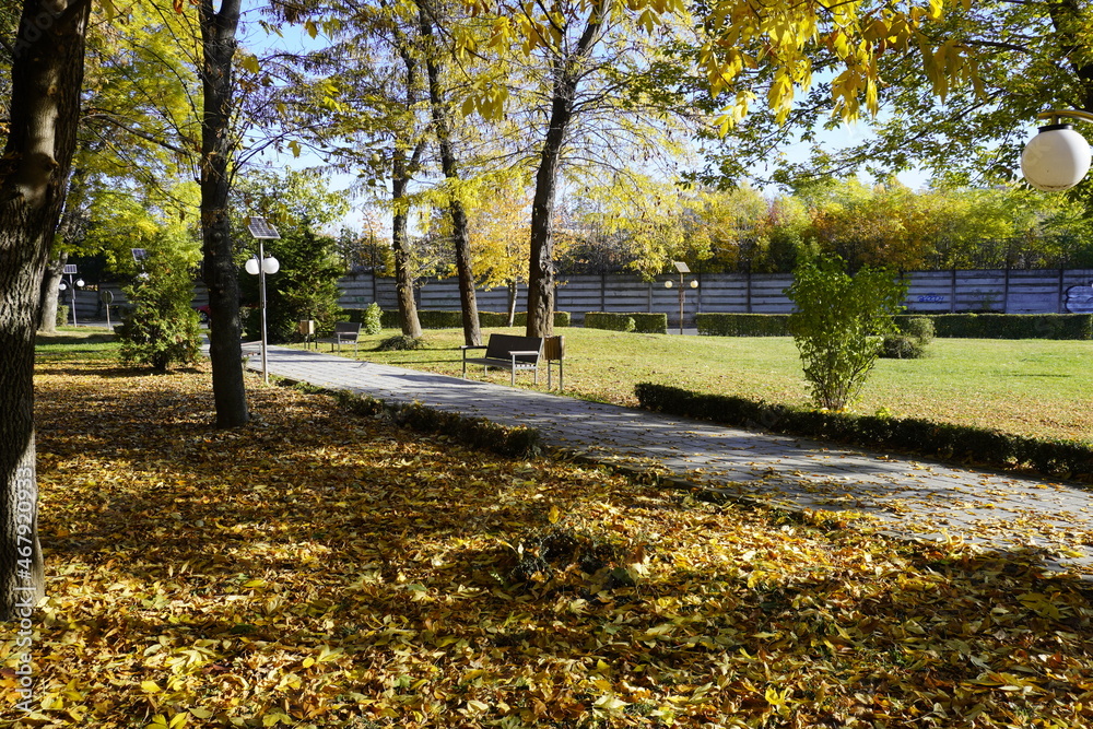 Autumn in park with trees rows and yellow fall