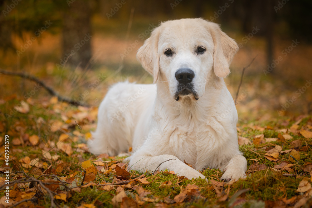 Beautiful golden retriever dog outside.