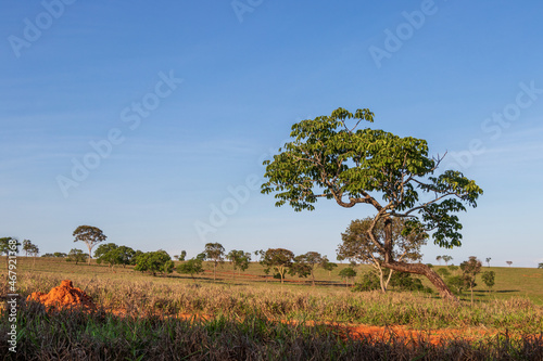 Paisagem típica do cerrado em Minas Gerais, Brasil. photo