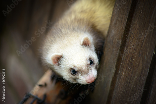 cute ferret close up in a cage on germany