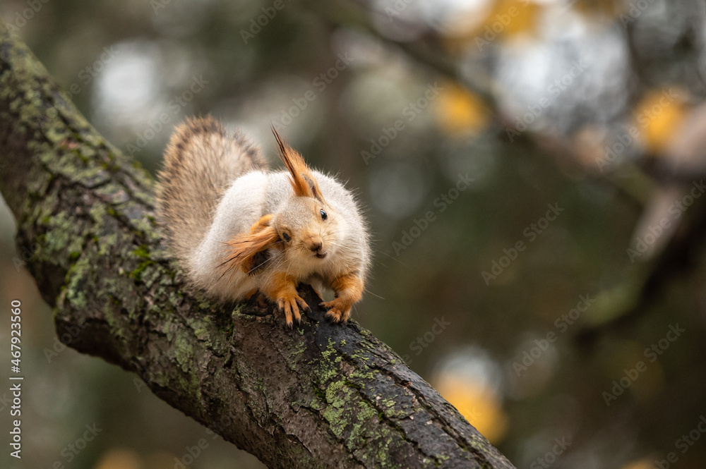 Red European squirrel in the autumn park on the tree Red European squirrel in the autumn park on the tree