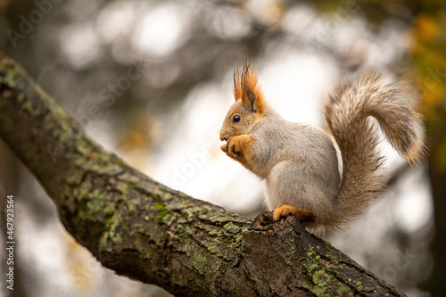 Red European squirrel in the autumn park on the tree