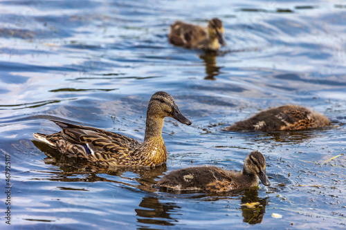 Bird wild duck with ducklings on the water pond in the summer