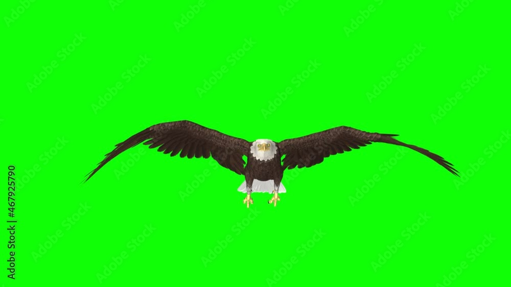 Bald Eagle Flying Over Screen - II - Front View - 3D Animation loop isolated with green background