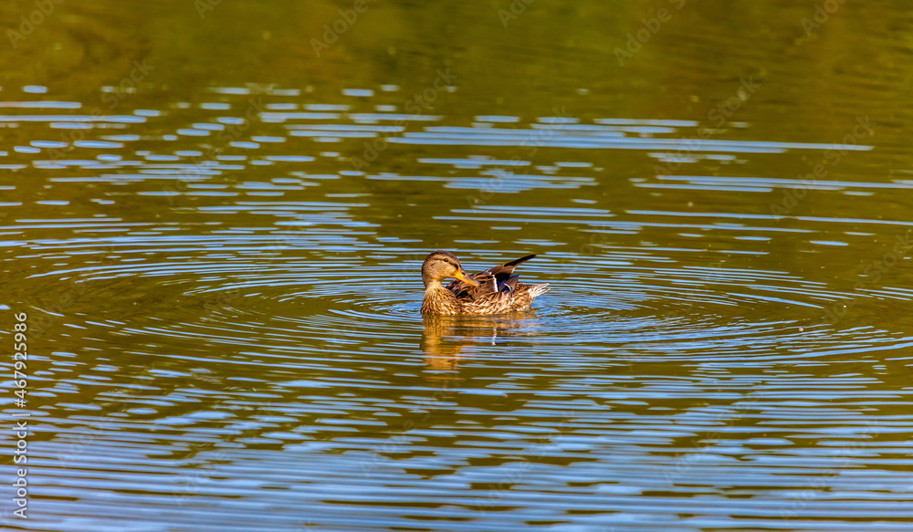 Ducks on the water pond in summer closeup Ducks on the water pond in summer closeup