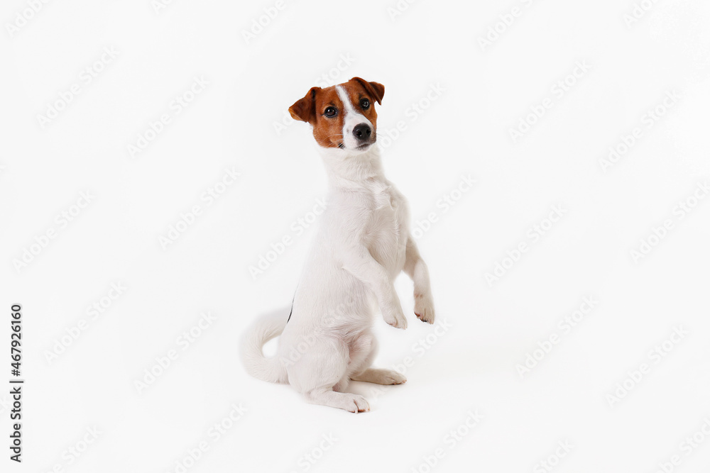 Close up shot of cute young jack russell terrier pup with with brown markings on the face, isolated on white background. Studio shot of adorable little doggy with folded ears. Copy space for text.