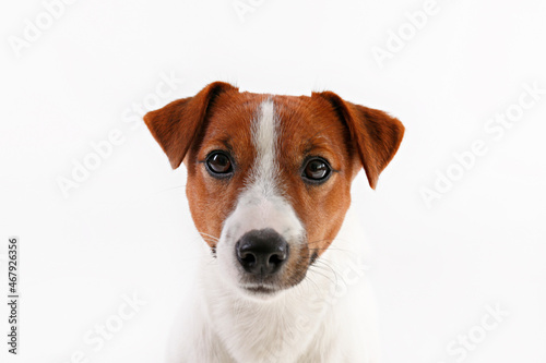 Close up shot of cute young jack russell terrier pup with with brown markings on the face, isolated on white background. Studio shot of adorable little doggy with folded ears. Copy space for text.