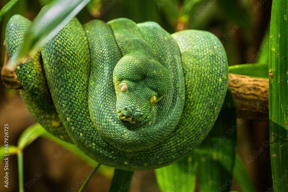 Fotografie Green tree python (morelia viridis) coiled on tree branch, family: Pythonidae, region: Papua New Guinea