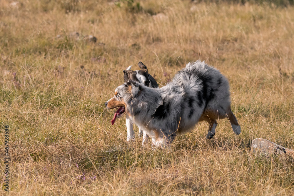 blue merle Australian shepherd puppy dog runs and jump on the meadow of the Praglia with a pitbull puppy dog in Liguria in Italy blue merle Australian shepherd puppy dog runs and jump on the meadow of the Praglia with a pitbull puppy dog in Liguria in Italy
