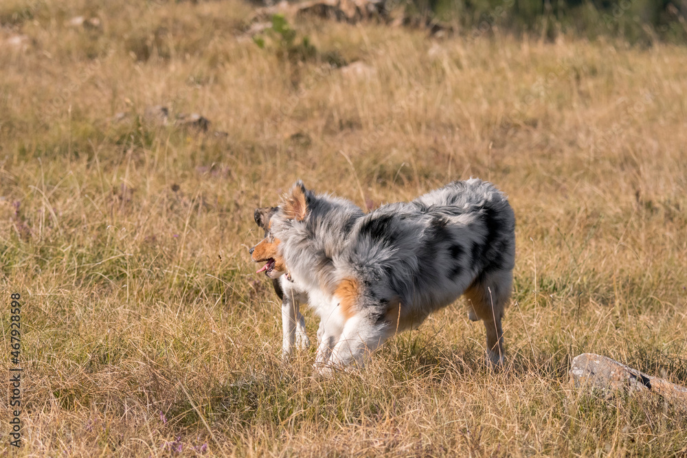 blue merle Australian shepherd puppy dog runs and jump on the meadow of the Praglia with a pitbull puppy dog in Liguria in Italy blue merle Australian shepherd puppy dog runs and jump on the meadow of the Praglia with a pitbull puppy dog in Liguria in Italy
