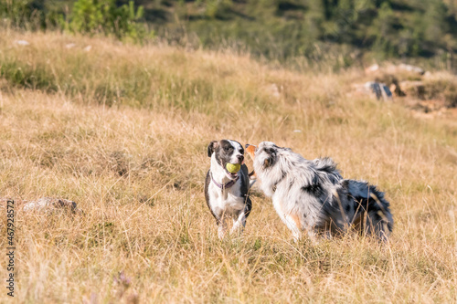 blue merle Australian shepherd puppy dog runs and jump on the meadow of the Praglia with a pitbull puppy dog in Liguria in Italy