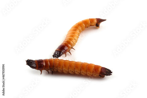 Wireworms isolated on white