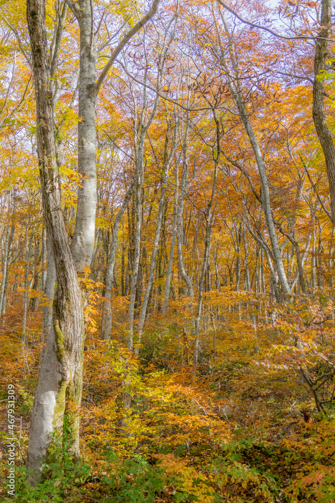 Fototapeta premium 大山