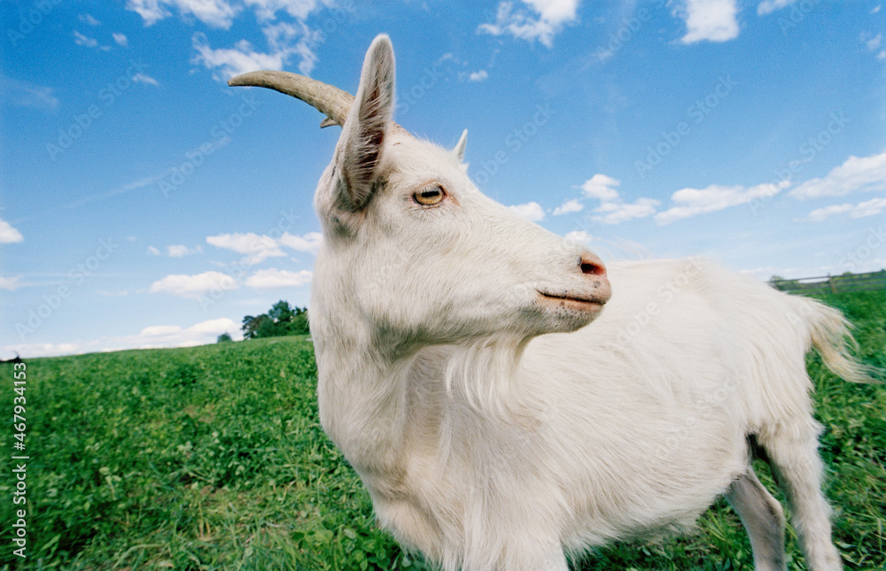 Obraz premium goat on the meadow