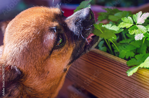 Chihuahua eating parsley. Selective focus on its tongue. Healthy food.