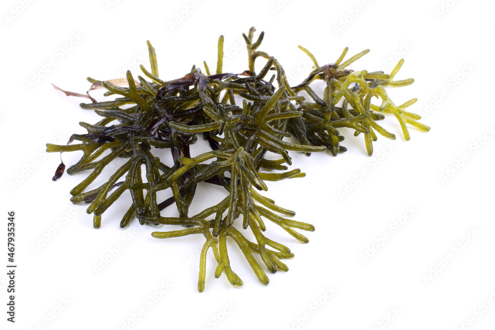 Alga isolated on white Alga isolated on white