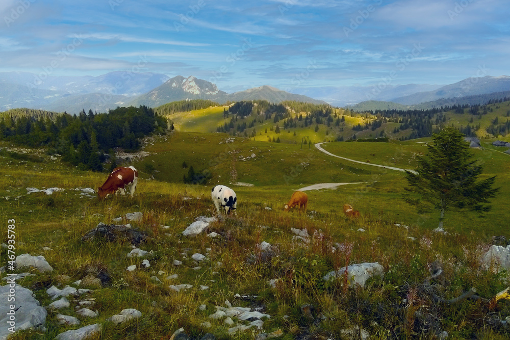 Mountain cows graze on the slopes of the Alps.