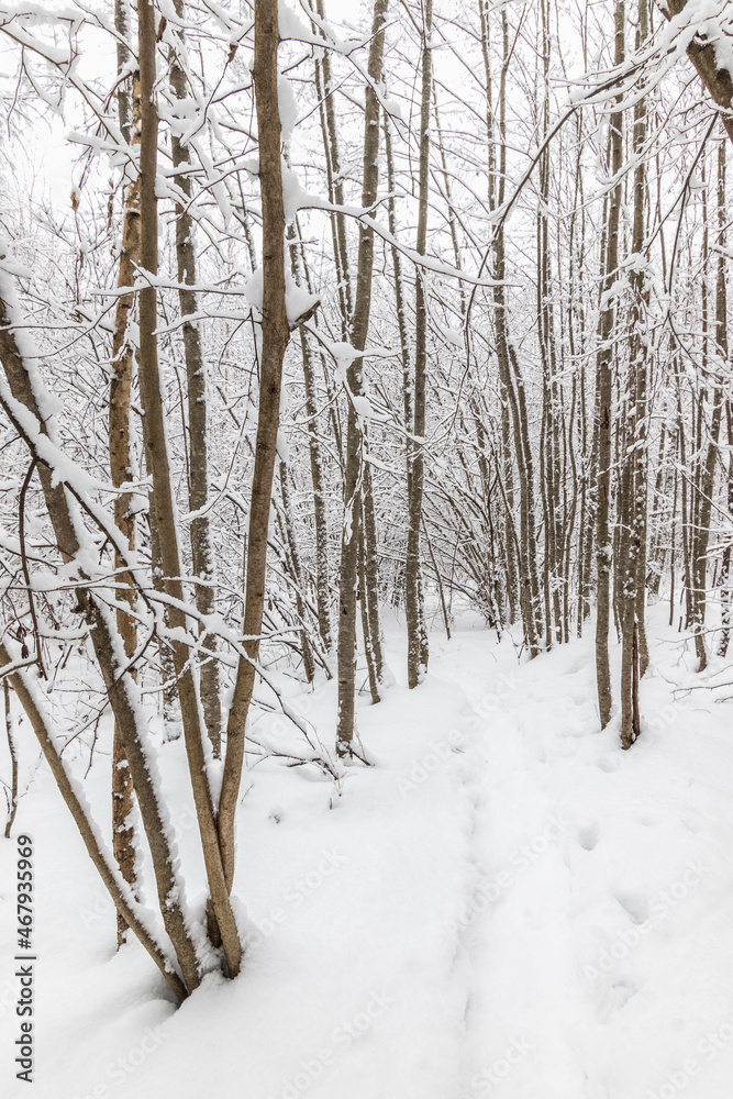 Winter snow forest with footpath and frozen snowy trees. Winter snow forest with footpath and frozen snowy trees.