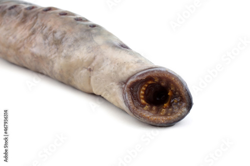Slika na platnu Lamprey fish mouth. Vampire.