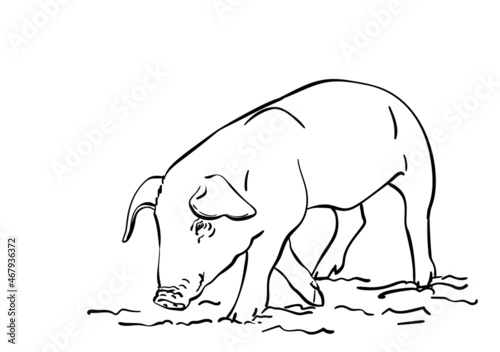 Sketch of pig, Hand drawn vector illustration
