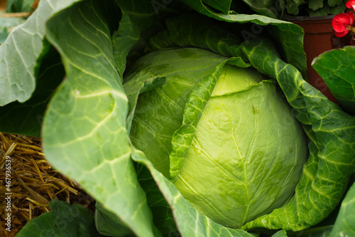 A beautiful natural pattern - young fresh leafy green cabbage on the stall of farmers' market in Serbia