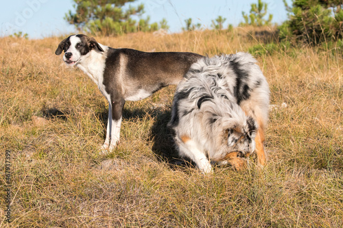 blue merle Australian shepherd puppy dog runs and jump on the meadow of the Praglia with a pitbull puppy dog in Liguria in Italy