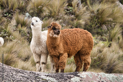 Llama in Chimborazo National Park