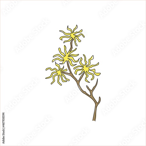 One continuous line drawing beauty fresh witch hazels for home art wall decor poster print. Decorative deciduous shrubs plant concept for invitation card. Single line draw design vector illustration