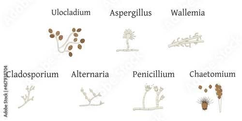 Mold drawing set isolated on white background.